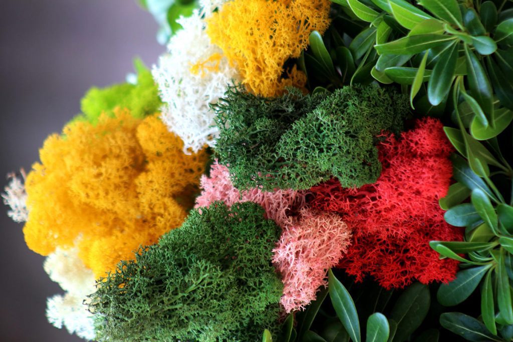 flowerbox-lichenmoss-mosswall